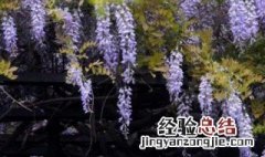 紫藤花该怎么写 描写紫藤花的范文