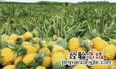 磷酸二氢钾用法菠萝 怎样在菠萝上如何使用磷酸二氢钾用法