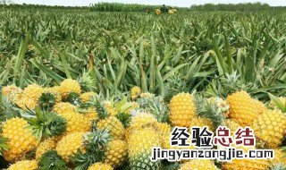 磷酸二氢钾用法菠萝 怎样在菠萝上如何使用磷酸二氢钾用法
