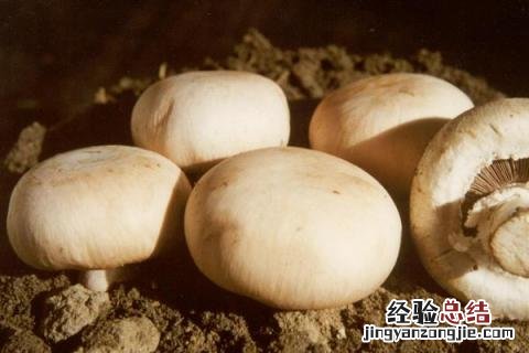 平菇和蘑菇的区别 平菇和蘑菇的区别图片