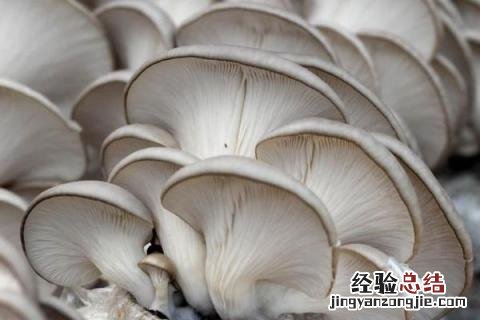 平菇和蘑菇的区别 平菇和蘑菇的区别图片