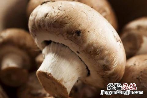 平菇和蘑菇的区别 平菇和蘑菇的区别图片
