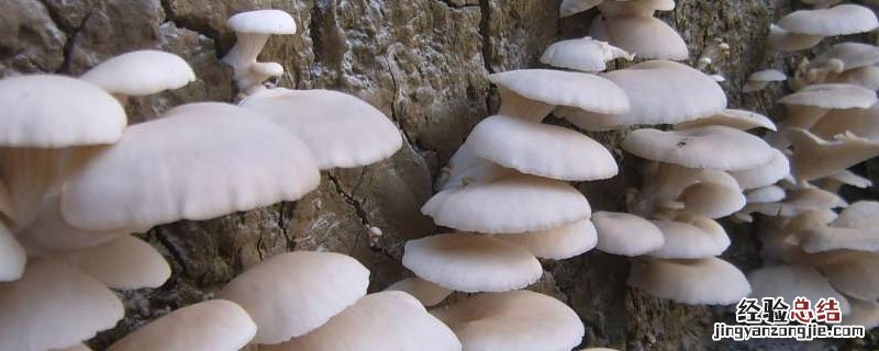大棚平菇亩产量多少斤 平菇亩产量一般多少斤