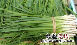下韭菜苗什么季节可以种 下韭菜苗什么季节可以种植