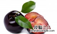 果脯的做法李子 李子果脯的做法