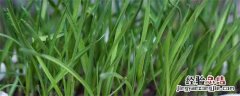 韭菜的种植与管理 韭菜的种植与管理图片