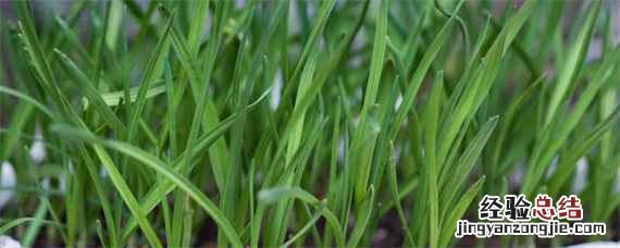 韭菜的种植与管理 韭菜的种植与管理图片