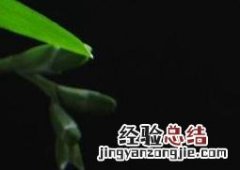 小苍兰图片手绘 小苍兰图片