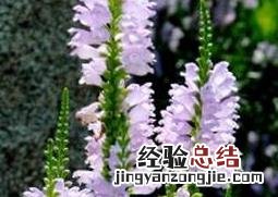 随意草什么时候开花 随意草开花后怎么办