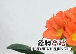 君子兰开花后怎么办 君子兰开花之后怎么办