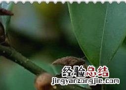 醉香含笑图片 含笑图片