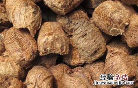 桑螵蛸的功效与作用主要治什么病 桑螵蛸的功效与作用