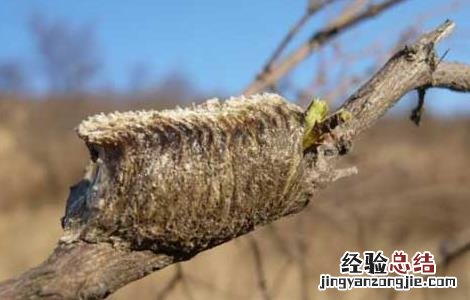桑螵蛸的功效与作用主要治什么病 桑螵蛸的功效与作用
