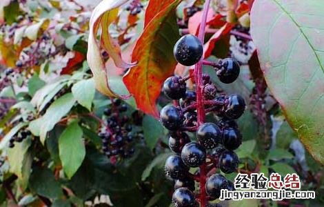 商陆根的功效和用法用量 商陆的功效与作用
