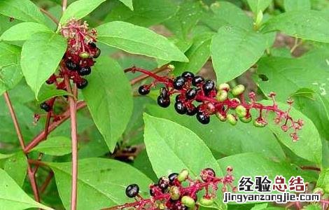 商陆根的功效和用法用量 商陆的功效与作用