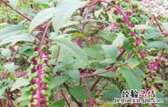 商陆根的功效和用法用量 商陆的功效与作用