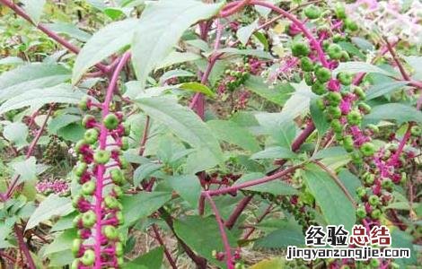 商陆根的功效和用法用量 商陆的功效与作用