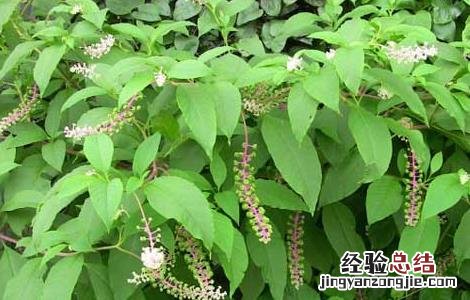 商陆根的功效和用法用量 商陆的功效与作用