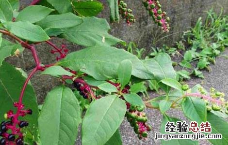 商陆根的功效和用法用量 商陆的功效与作用
