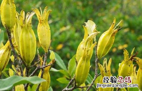 山栀子的功效与作用 山栀子的功效与作用图片
