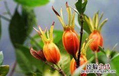 山栀子的功效与作用 山栀子的功效与作用图片