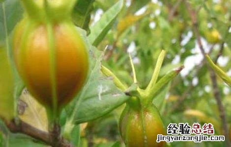 山栀子的功效与作用 山栀子的功效与作用图片