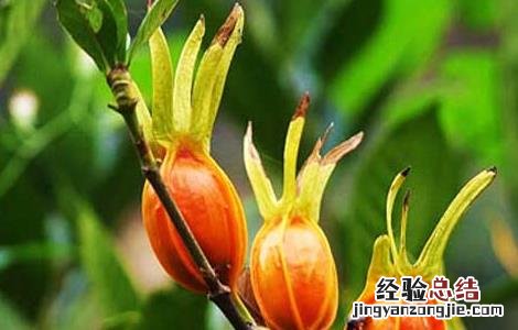 山栀子的功效与作用 山栀子的功效与作用图片