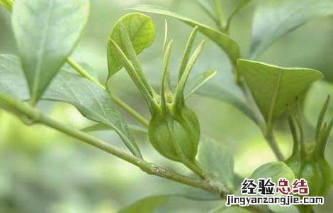 山栀子的功效与作用 山栀子的功效与作用图片