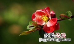 提根的海棠怎么养护 提根的海棠怎么养护和管理