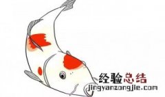 锦鲤怎样养出色 锦鲤怎样养出色的