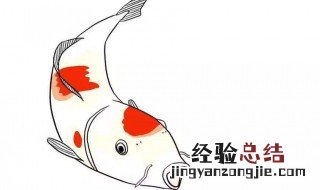 锦鲤怎样养出色 锦鲤怎样养出色的