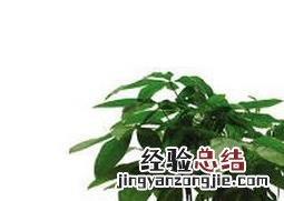 发财树怎么土养才能活 发财树怎么土养