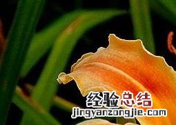 金娃娃萱草图片 萱草图片