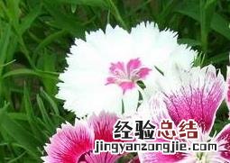 石竹图片大全 石竹图片