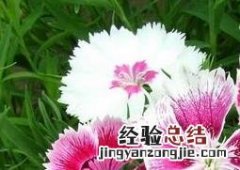 石竹图片大全 石竹图片