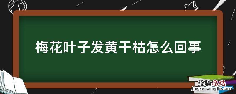 盆栽梅花叶子边绿发黄干枯啥原因 梅花叶子发黄干枯怎么回事
