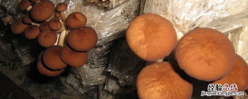 茶树菇与金针菇的区别 金针菇茶是什么茶