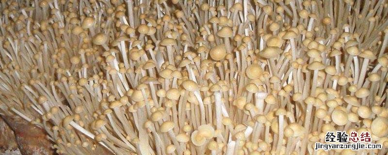 金针菇根部怎么再发芽 金针菇的根部怎样重新发芽