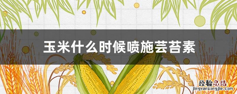 玉米什么时候喷施芸苔素内脂 玉米什么时候喷施芸苔素