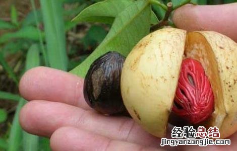 肉豆蔻的功效与作用 肉豆蔻的功效与作用与主治