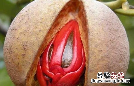 肉豆蔻的功效与作用 肉豆蔻的功效与作用与主治