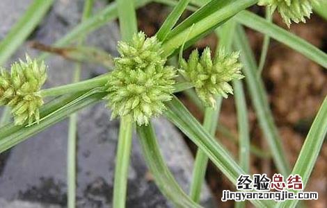 莎草的功效与作用 碎米莎草的功效与作用