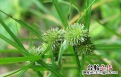 莎草的功效与作用 碎米莎草的功效与作用