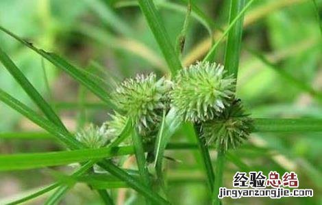 莎草的功效与作用 碎米莎草的功效与作用