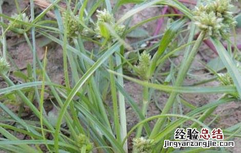 莎草的功效与作用 碎米莎草的功效与作用
