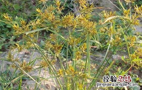 莎草的功效与作用 碎米莎草的功效与作用
