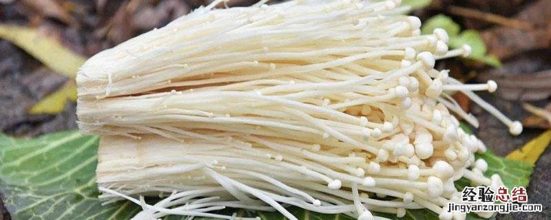 菠菜金针菇特点 金针菇特点