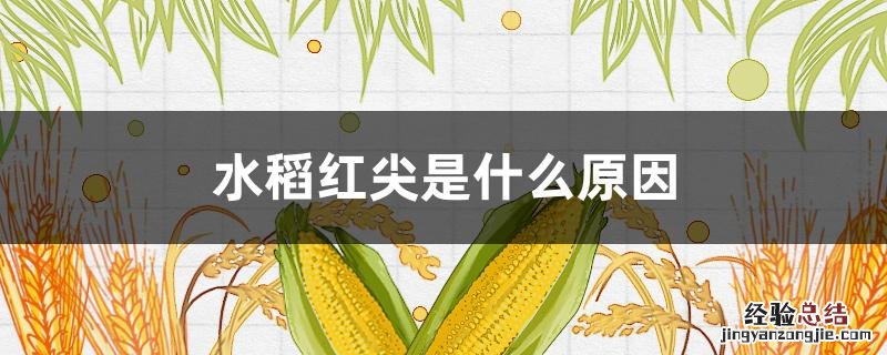 水稻红尖是什么原因 稻苗红尖是病吗