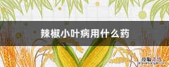 辣椒小叶病用什么药 什么农药专治辣椒小叶病