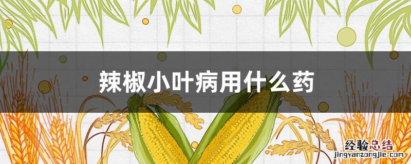 辣椒小叶病用什么药 什么农药专治辣椒小叶病